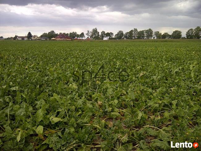 Pracujące GOSPODARSTWO ROLNE. - 700 ha