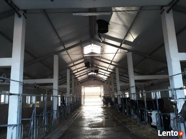 BIELENIE MYCIE Białkowanie OBÓR KOSTKI Brukowej, Elewacji