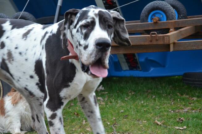 Dog Niemiecki suczka arlekin