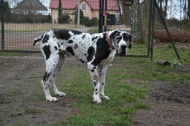 Dog Niemiecki suczka arlekin