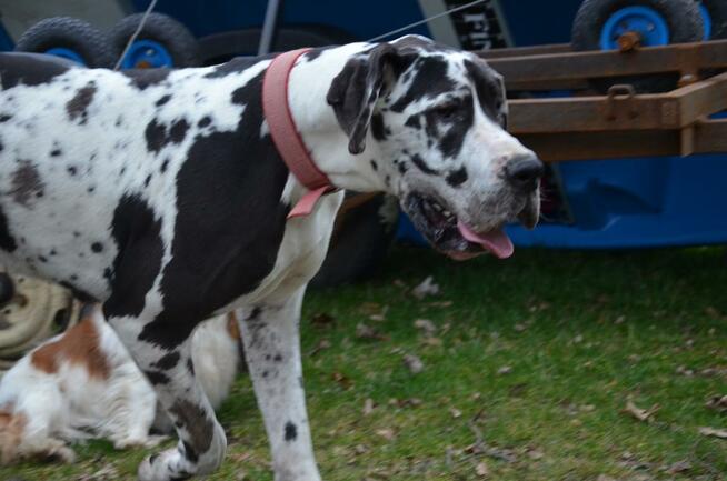 Dog Niemiecki suczka arlekin