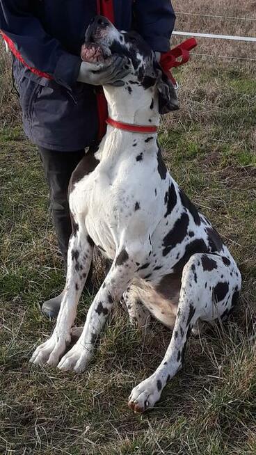 Dog Niemiecki suczka arlekin