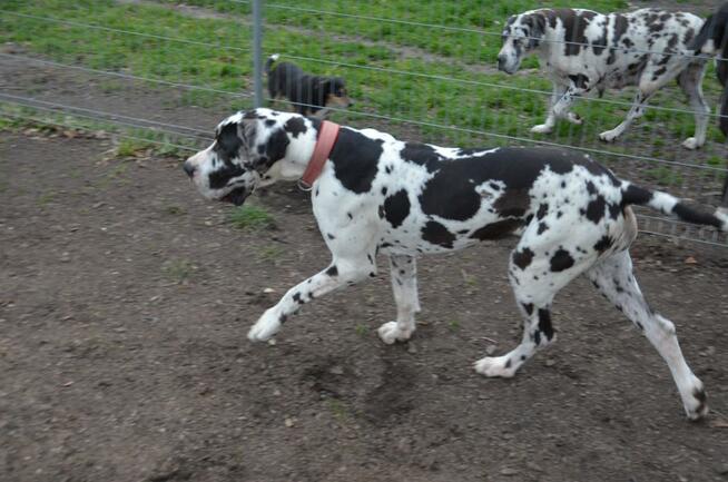 Dog Niemiecki suczka arlekin