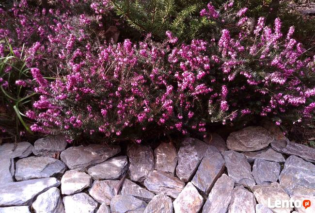 Kora kamienna, kora ozdobna, kora łupkowa