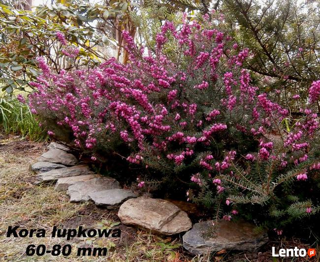 Kora kamienna, kora ozdobna, kora łupkowa