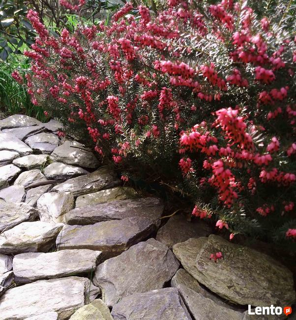 Kora kamienna, kora ozdobna, kora łupkowa