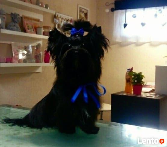 Yorkshire Terrier Black