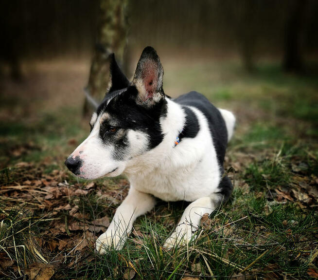 Bulterier, bullek mix, łagodny przytulak Deryl. Adopcja