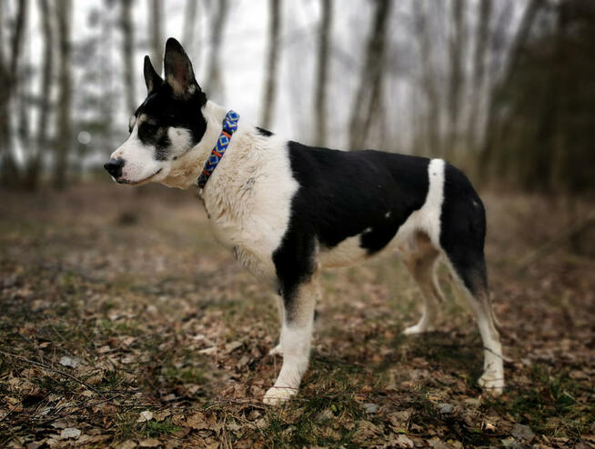 Bulterier, bullek mix, łagodny przytulak Deryl. Adopcja