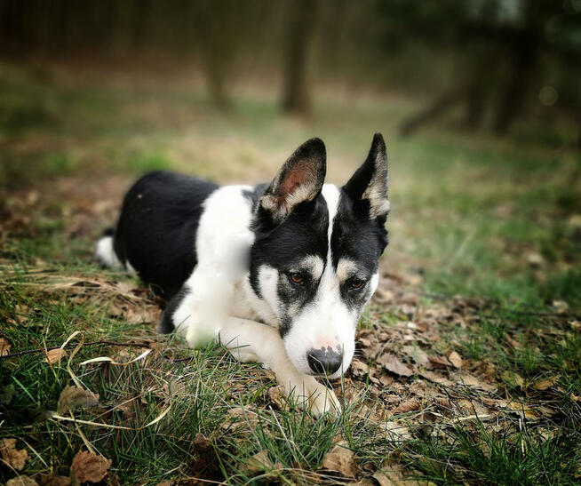 Bulterier, bullek mix, łagodny przytulak Deryl. Adopcja
