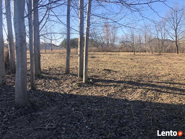 Oczyszczanie działek-wycinka krzaków, rębakowanie gałęzi