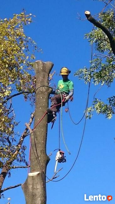 Wycinka drzew z podnosnika /metoda alpinistyczna