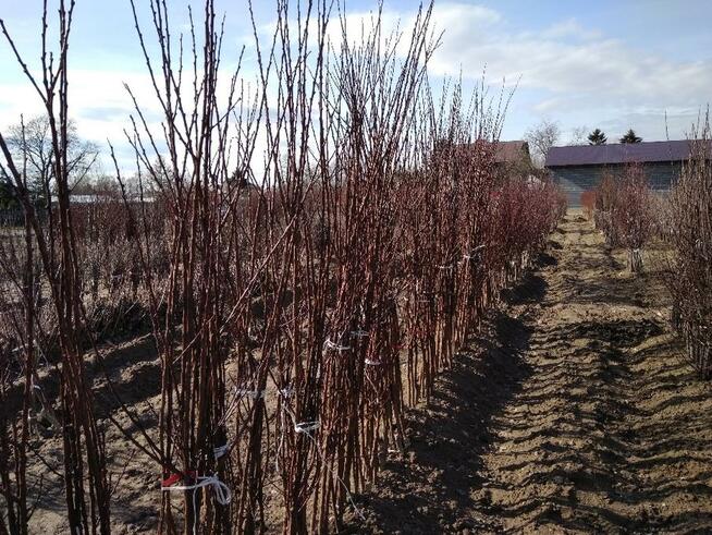 Drzewka owocowe Szkółka drzew i krzewów owocowych Producent