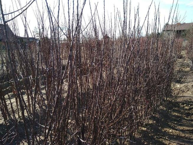 Drzewka owocowe Szkółka drzew i krzewów owocowych Producent