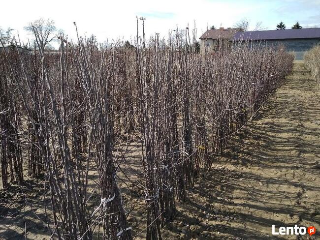 Drzewka owocowe Szkółka drzew i krzewów owocowych Producent