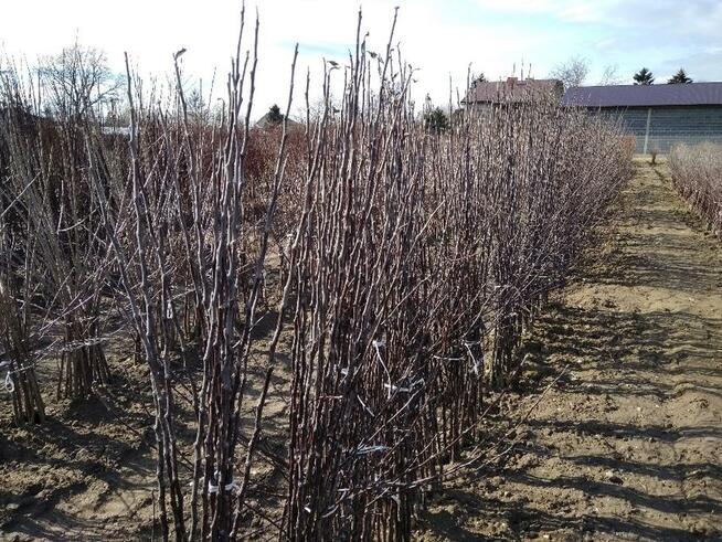 Drzewka owocowe Szkółka drzew i krzewów owocowych Producent