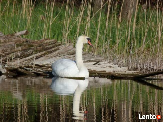 Kajaki Mazurskie - Spływy kajakowe Marózka Łyna Omulew