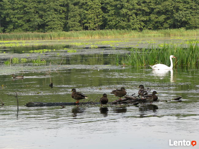 Kajaki Mazurskie - Spływy kajakowe Marózka Łyna Omulew