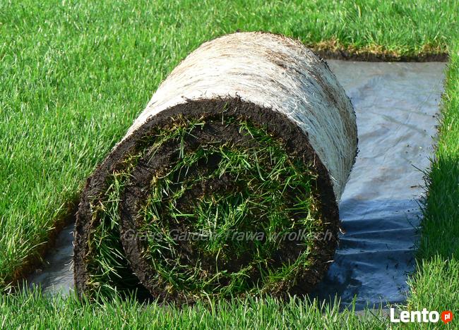 Trawa z rolki, trawa w rolkach Urzut