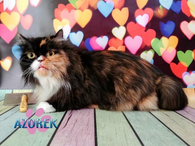 Strzyżenie psów kotów Psi fryzjer Fryzjer dla psa Chorzów