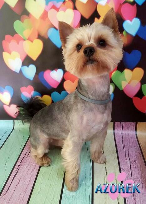 Strzyżenie psów kotów Psi fryzjer Fryzjer dla psa Chorzów