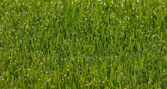 Trawa z rolki, trawa w rolkach Urzut