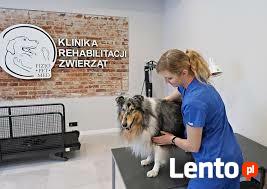 Fizjo Pet Med klinika rehabilitacji zwierząt