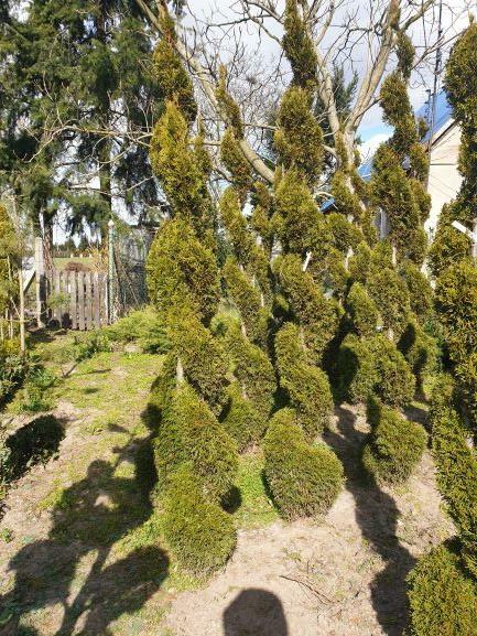 Thuja tuja Szmaragd Spirala