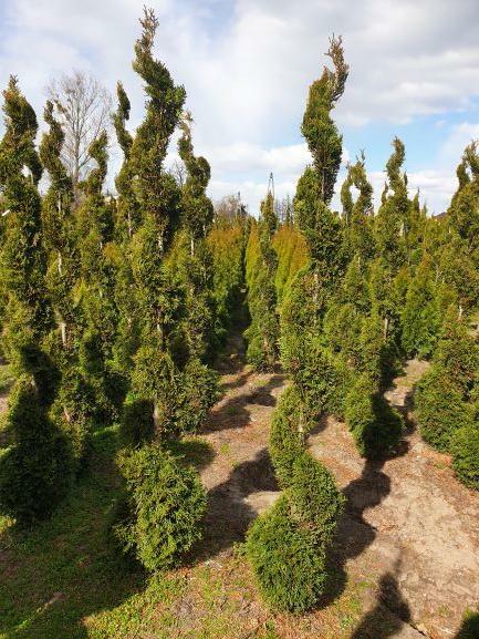 Thuja tuja Szmaragd Spirala
