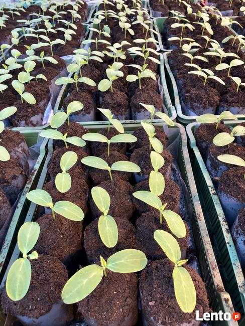 Ziemia ogrodowa na trawniki i warzywniki.