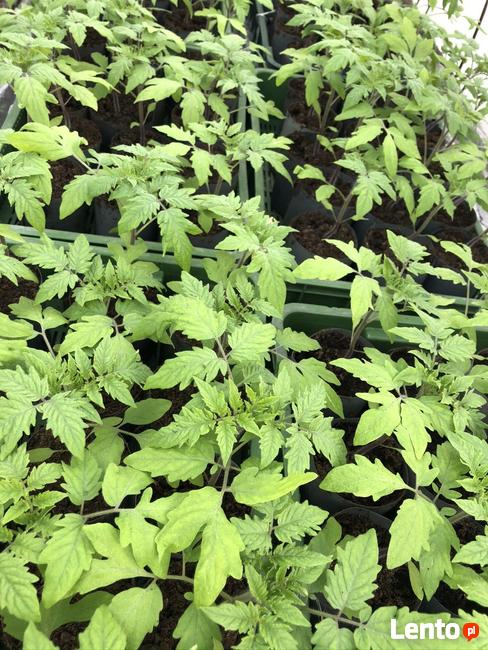 Ziemia ogrodowa na trawniki i warzywniki.