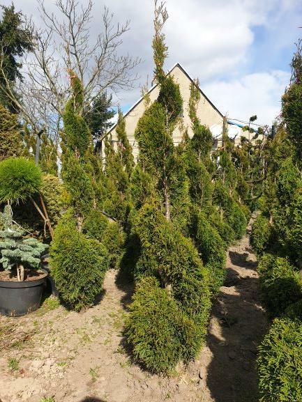 Thuja tuja Szmaragd Spirala