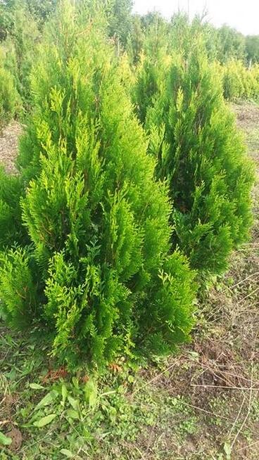 thuje smaragd, braband, kórnik, złotokończysta , suncist