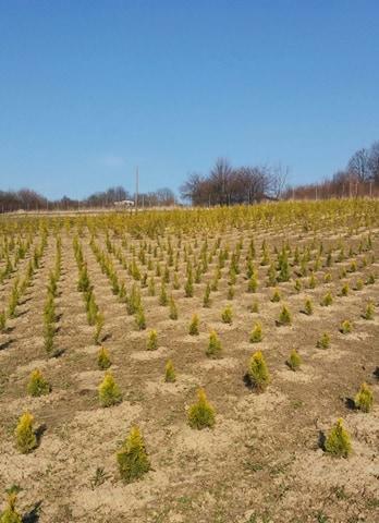 thuje smaragd, braband, kórnik, złotokończysta , suncist