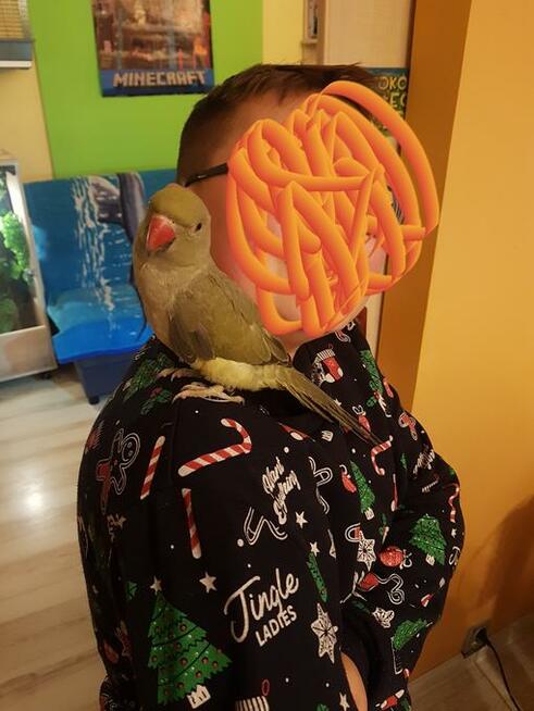 Papuga Aleksandretta obrożna