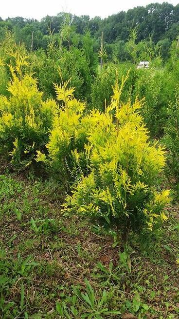 thuje smaragd, braband, kórnik, złotokończysta , suncist