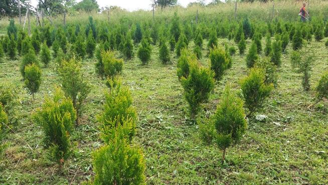 thuje smaragd, braband, kórnik, złotokończysta , suncist