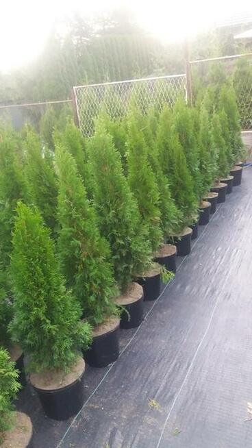 thuje smaragd, braband, kórnik, złotokończysta , suncist