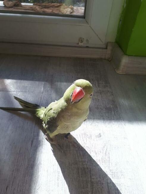 Papuga Aleksandretta obrożna