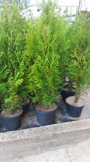 thuje smaragd, braband, kórnik, złotokończysta , suncist