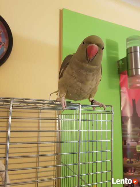 Papuga Aleksandretta obrożna