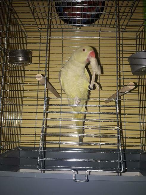 Papuga Aleksandretta obrożna