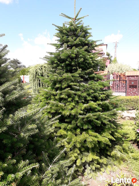 tuje świerki choinki