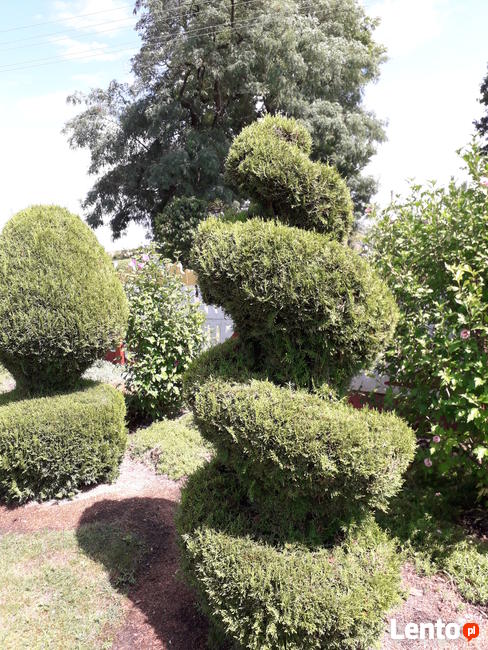 tuje świerki choinki