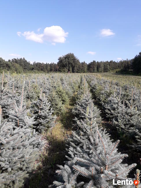 tuje świerki choinki