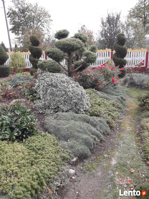 tuje świerki choinki