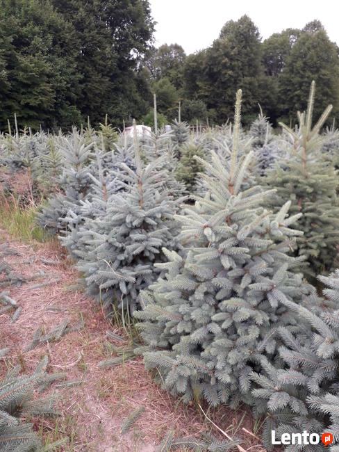 tuje świerki choinki