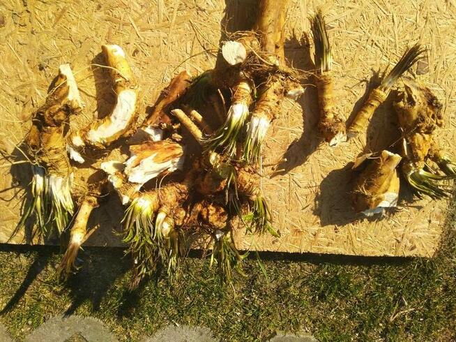 Chrzan prawdziwy korzen