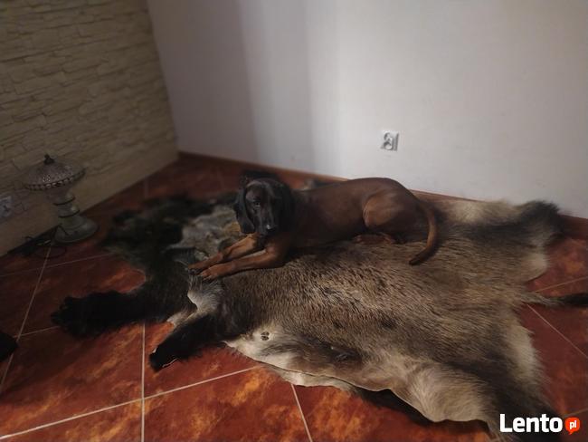 Niko - posokowiec bawarski, krycie