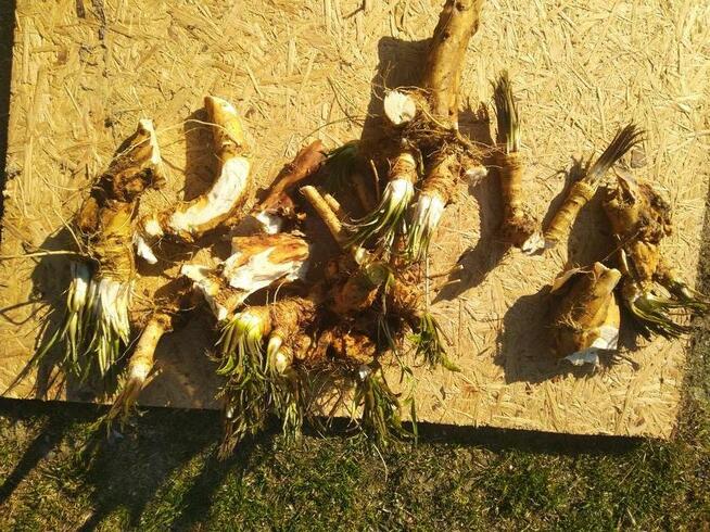 Chrzan prawdziwy korzen